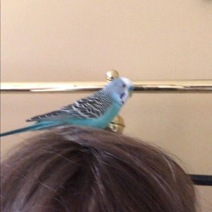 Meet your Posher, Maxwell